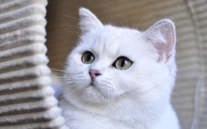 Британец шиншилла: фото галерея, стандарт окраса. Все об окрасе шиншилла. Британские коты, кошки, котята окраса шиншилла золотая, серебристая: фото, описание.